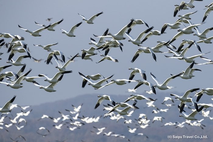 Experiencing Autumn From the Notsuke Peninsula to Tokachi Plain: Seeing Flocks of Snow Geese, Brandt, and Pika (Part 2)